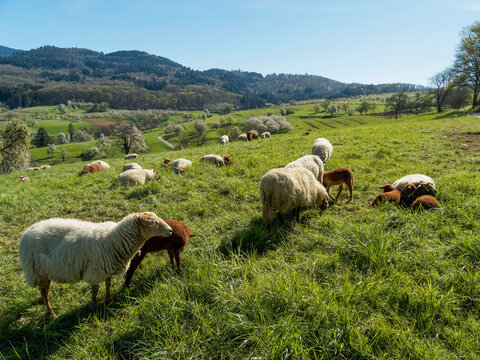 Eine Herde Coburger Schafe (Ovis gmelini aries) Hornlose Widder mit hellbeigem Vlies. Mutterschafe mit ausgepr&auml;gtem Mutterinstinkt und ihre rotbraunen L&auml;mmer liegen auf einer Wiese im Margr&auml;flerland