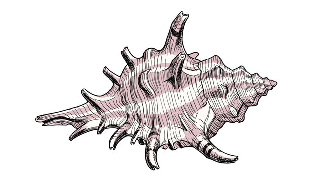 Highly detailed sketch of a spiny murex seashell with complex ridges and textures rendered in light pink and white tones.