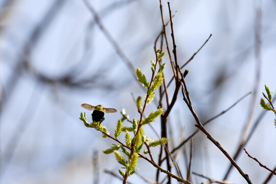 un bourdon pollinisateur	
