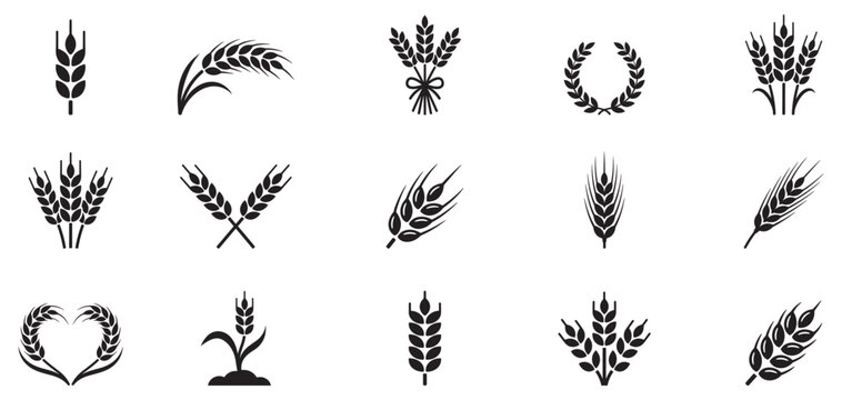 Wheat ears icon set. Barley and rye grain spikes. Agriculture and organic food symbol. Vector illustration. EPS 10