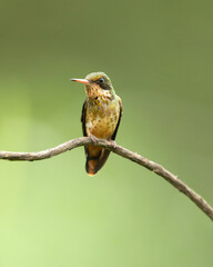 Naklejka premium The black-crested coquette (Lophornis helenae) is a species of hummingbird in the 