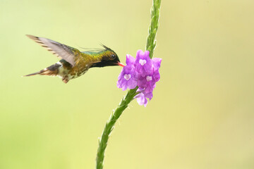 Fototapeta premium The black-crested coquette (Lophornis helenae) is a species of hummingbird in the 