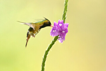 Naklejka premium The black-crested coquette (Lophornis helenae) is a species of hummingbird in the 