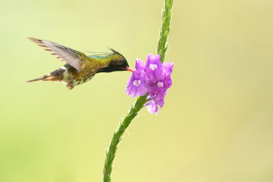 The black-crested coquette (Lophornis helenae) is a species of hummingbird in the "coquettes", tribe Lesbiini of subfamily Lesbiinae.