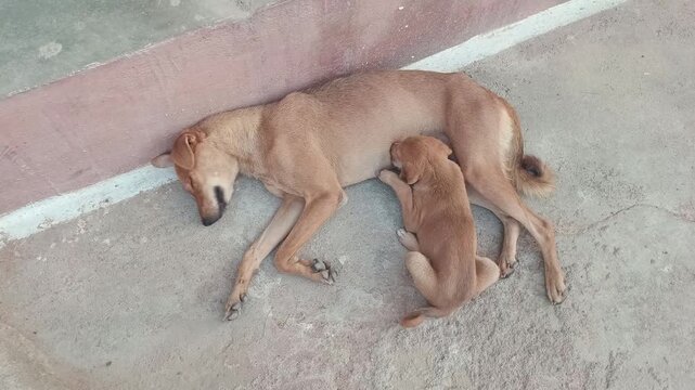 Stray Mother Dog Nursing Her Puppy While Sleeping on Concrete Street