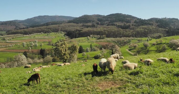 Eine Herde Coburger Fuchsschafe (Ovis gmelini aries) &ndash; Mutterschafe und Widder mit hellbeige-goldenem Vlies und L&auml;mmer mit rotbraunem Fell &ndash; grast friedlich auf einem gr&uuml;nen H&uuml;gel im Schwarzwald
