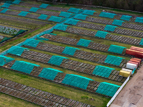 Aerial view of rows of snail breeding beds covered with green protective nets and wooden boards in an agricultural field Vilnius County, Lithuania.
