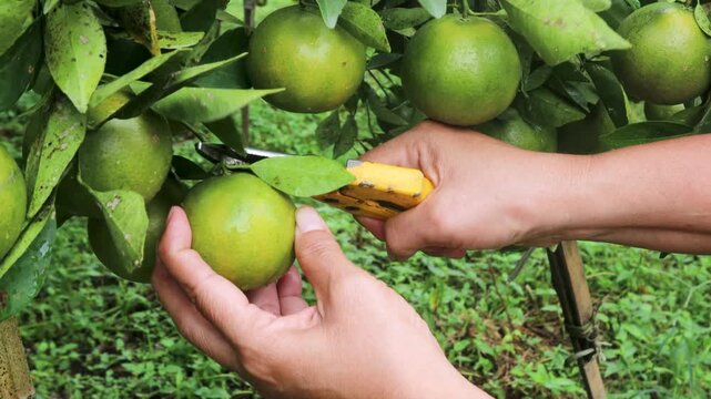 Farmers are harvesting oranges using pruning shears