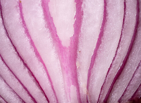 Macro spiral center of red onion cross section with detailed organic texture and natural food geometry. 