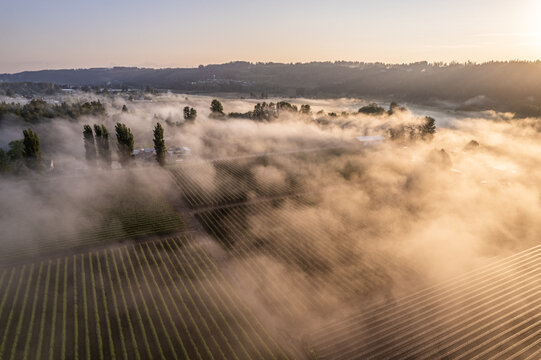 Aerial view of agricultural fields and rows of crops covered in thick morning mist under golden sunlight in Alderton, Washington, United States.