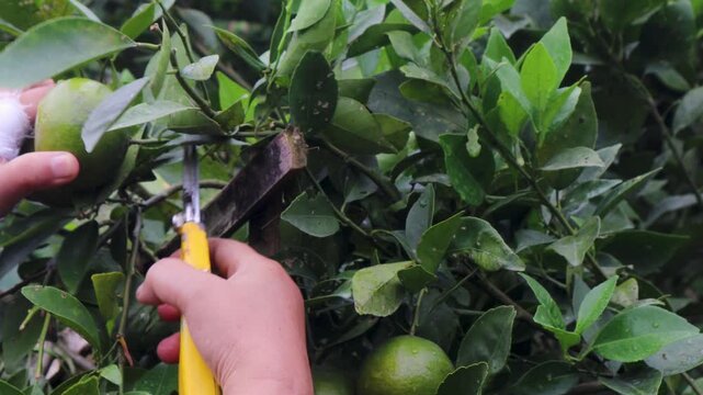 Farmers are harvesting oranges using pruning shears