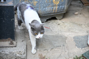 The kitten from Fengyangyi, Dali, Yunnan © nievelxy