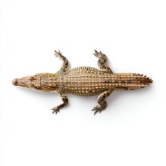 Fototapeta premium Realistic Representation of a Crocodile on White Background for Wildlife and Nature Themes