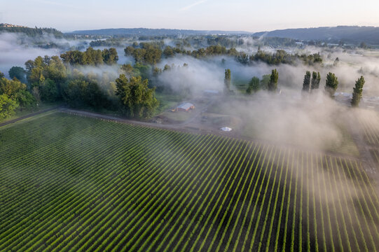 Aerial view of green agricultural fields with rows of crops and thick morning mist rolling over trees and a farm building in Alderton, Washington, United States.
