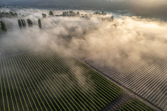 Aerial view of agricultural crop fields shrouded in thick morning fog during a golden sunrise Alderton, Washington, United States.