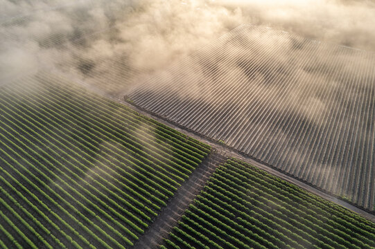 Aerial view of neat rows of green crops and plastic-covered agricultural fields partially obscured by thick morning fog and golden sunlight in Alderton, Washington, United States.