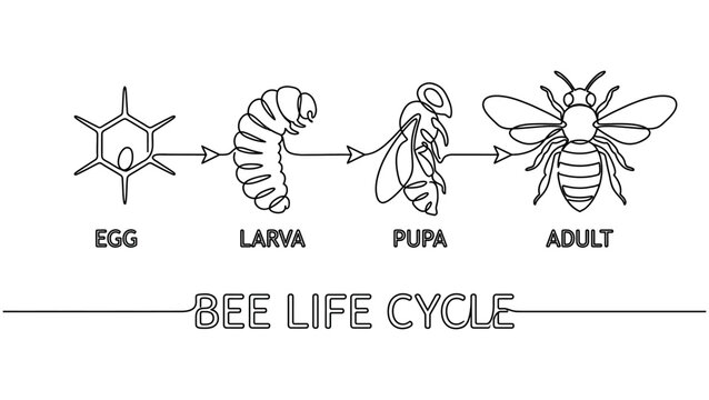 Bee Life Cycle One Line Art Vector Illustration_26