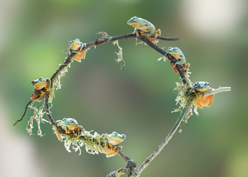 Group of Tiny Tree Frogs Perched on Curved Twig in Natural Forest Habitat