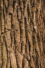Obraz premium tree bark texture