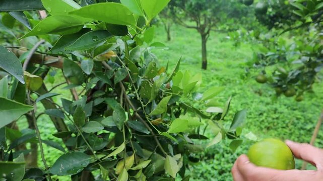 Farmers are harvesting oranges using pruning shears