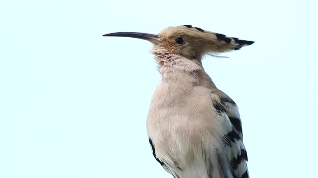 Eurasian hoopoe bird calling with original audio sound, isolated on bright background