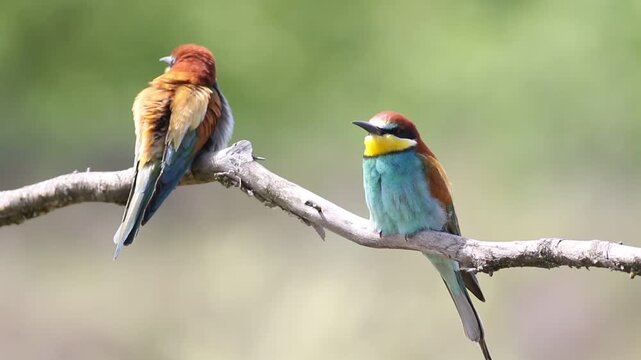 Pair of colorful European bee-eater birds perched on a branch, interacting and fluffing feathers