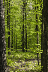 Obraz premium spring, green leaves, trees in the forest, Poland