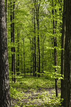 spring, green leaves, trees in the forest, Poland