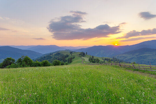 Green grass hill with wildflowers. Panorama of mountains at sunset. Carpathian Mountains. Ukraine.
