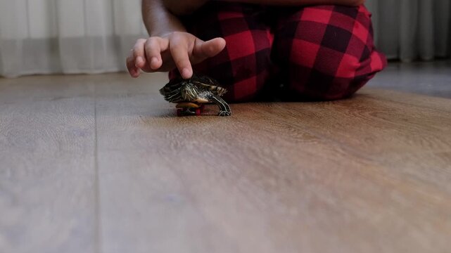 Child gently touching a small pet turtle riding on a toy skateboard across a wooden floor at home. The playful pet scene reflects childhood curiosity, animal care and creative imagination.