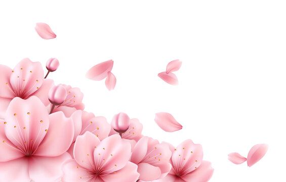 Sakura Blossom Floral Background