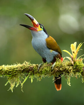 plate-billed mountain toucan (Andigena laminirostris) is a species of bird in the family Ramphastidae. It is native to the west slope of Ecuador and extreme southern Colombia