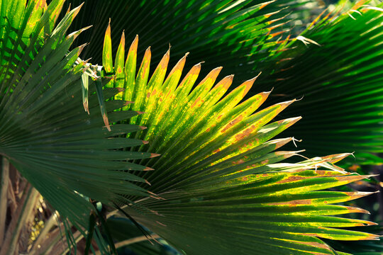 Tropical palm leaf with weathered texture and dramatic sunlight, Botanical foliage pattern with deep teal shadows.