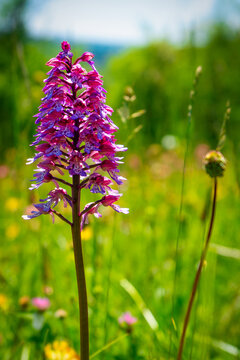 Orchideengebiet Gersheim