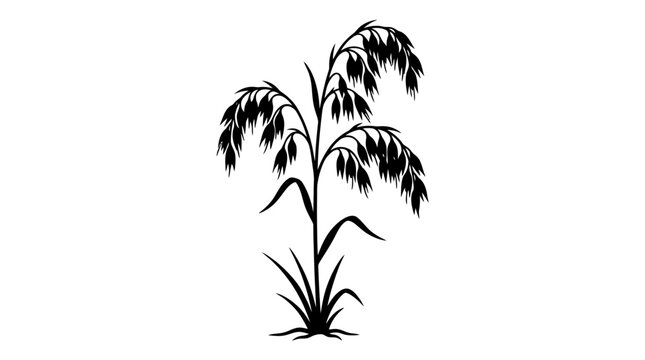 Silhouette of a mature oat plant with grain heads ready for harvest.