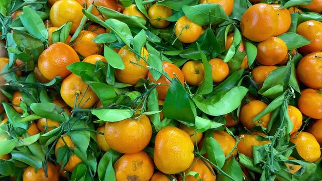 a woman's hand picking fresh yellow oranges with leaves on the table