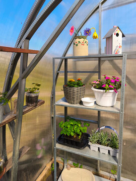 Sunny greenhouse interior with metal shelf, potted flowers, herbs and young strawberry plants against translucent panels, bright spring gardening mood