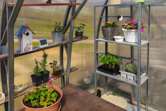 Sunny polycarbonate greenhouse interior with metal and wooden shelves holding geraniums, petunias, seedlings, lavender, decorative birdhouse, digital clock and garden tools