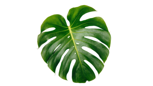 Large green monstera deliciosa leaf with fenestrations, isolated on transparent background