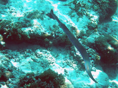 Slender Cornetfish hovering above the reef