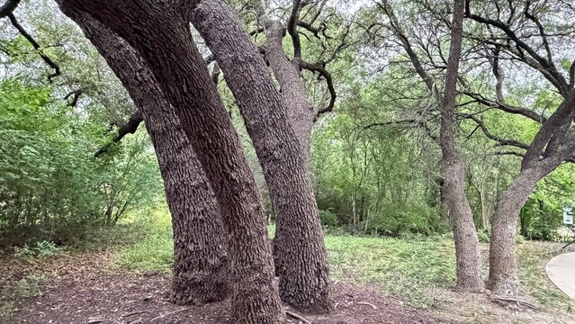 Airfield Falls Trailhead and Conservation Park where you'll find Tarrant County's largest natural waterfall.