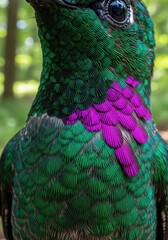 Fototapeta premium Macro Photography of Iridescent Green and Purple Hummingbird Feathers with Intricate Textu
