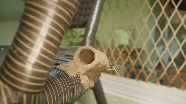 Dolly Slider Close Up of Fresh Potter Wasp Nest Attached to Wicker Chair Near Metal Mesh Window, Tropical Insect Habitat and Natural Architecture