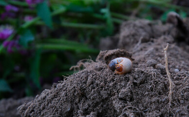 Obraz premium Cockchafer larva emerging from the soil surface on natural ground with detailed body texture, close up macro view and realistic wildlife scene outdoors