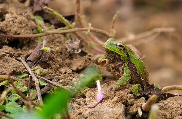 Obraz premium European tree frog Hyla arborea resting on dry branches and natural forest ground in outdoor habitat with detailed green skin texture and sharp wildlife focus