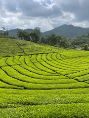Obraz premium rice field in thailand