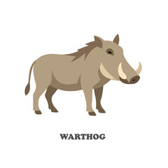 Fototapeta premium Warthog vector illustration in flat cartoon style. African safari wildlife animal isolated on white background for zoo and nature design.