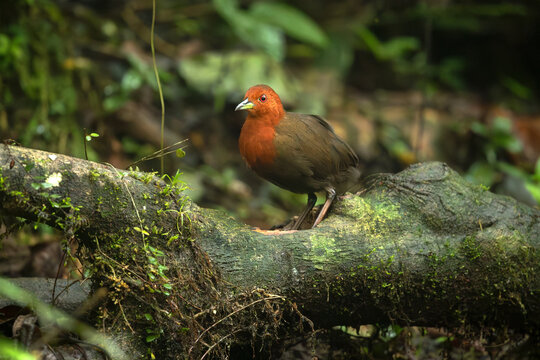 Chestnut-headed crake (Anurolimnas castaneiceps) is a species of bird in subfamily Rallinae of family Rallidae, the rails, gallinules, and coots.