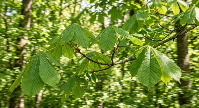 Fresh horse chestnut tree leaves branch detail