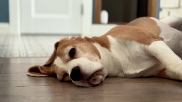 This video footage captures a relaxed beagle dog lying on a wooden floor, showcasing its calm demeanor in a cozy home setting. Ideal for pet enthusiasts and lifestyle projects.